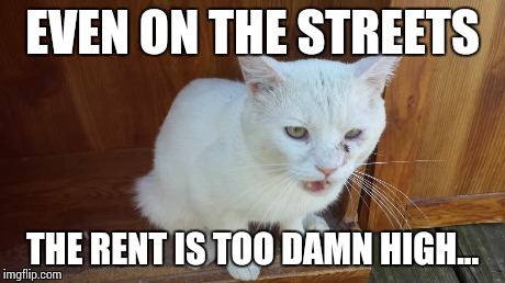 Friendly the Cat | EVEN ON THE STREETS THE RENT IS TOO DAMN HIGH... | image tagged in friendly the cat | made w/ Imgflip meme maker