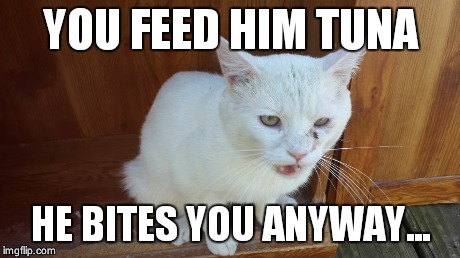 Friendly the Cat | YOU FEED HIM TUNA HE BITES YOU ANYWAY... | image tagged in friendly the cat | made w/ Imgflip meme maker