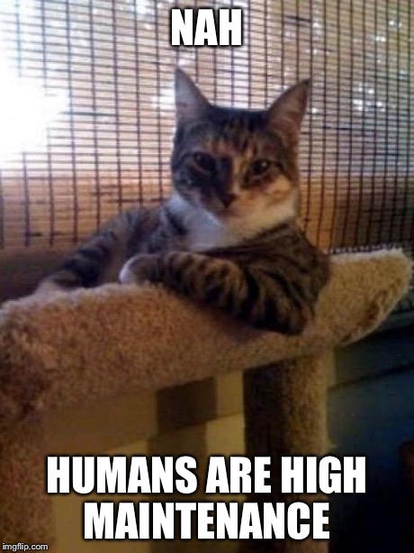 interesting cat | NAH HUMANS ARE HIGH MAINTENANCE | image tagged in interesting cat | made w/ Imgflip meme maker