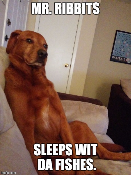 Down to Business Dog | MR. RIBBITS SLEEPS WIT DA FISHES. | image tagged in down to business dog | made w/ Imgflip meme maker