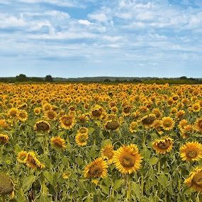 High Quality Machenbach sunflower fields Blank Meme Template