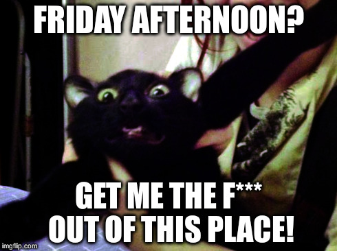 Is it the weekend? | FRIDAY AFTERNOON? GET ME THE F*** OUT OF THIS PLACE! | image tagged in cat,panic,escape,friday | made w/ Imgflip meme maker