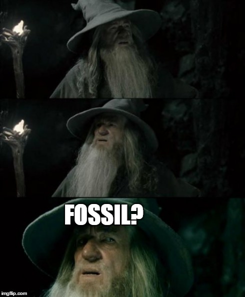 Confused Gandalf | FOSSIL? | image tagged in memes,confused gandalf | made w/ Imgflip meme maker