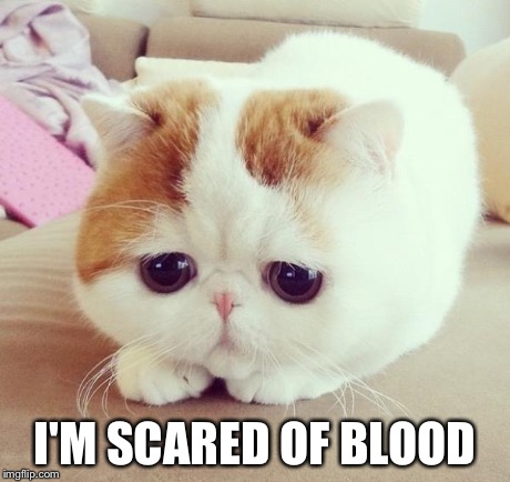 sad cat 2 | I'M SCARED OF BLOOD | image tagged in sad cat 2 | made w/ Imgflip meme maker