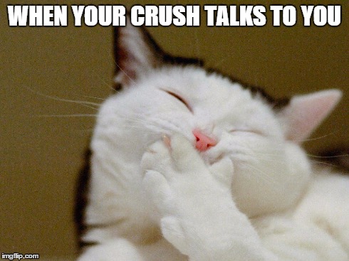 Crush!! | WHEN YOUR CRUSH TALKS TO YOU | image tagged in cats | made w/ Imgflip meme maker