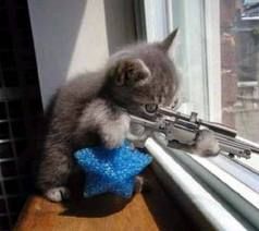 High Quality Sniper Cat Blank Meme Template