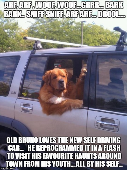 dog in a car | ARF, ARF , WOOF, WOOF...GRRR... BARK BARK.. SNIFF SNIFF, ARF ARF... DROOL.... OLD BRUNO LOVES THE NEW SELF DRIVING CAR... 

HE REPROGRAMMED  | image tagged in dog in a car | made w/ Imgflip meme maker