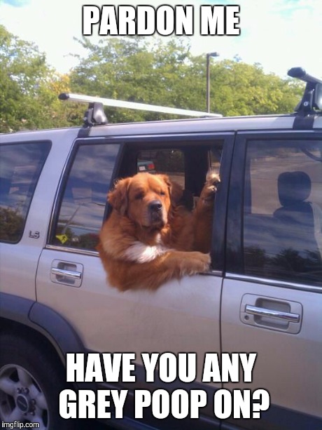 dog in a car | PARDON ME HAVE YOU ANY GREY POOP ON? | image tagged in dog in a car | made w/ Imgflip meme maker