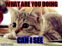 Curious Cat | WHAT ARE YOU DOING CAN I SEE | image tagged in curious cat | made w/ Imgflip meme maker