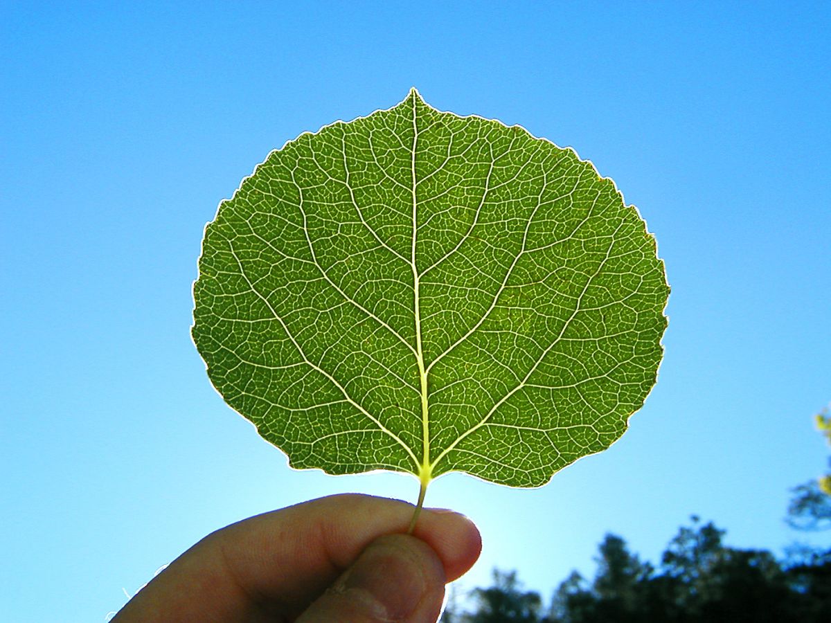 Be-leaf Blank Meme Template