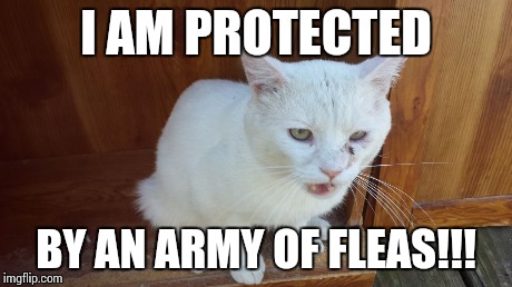 Friendly the Cat | I AM PROTECTED BY AN ARMY OF FLEAS!!! | image tagged in friendly the cat | made w/ Imgflip meme maker