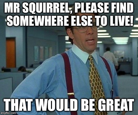 That Would Be Great | MR SQUIRREL, PLEASE FIND SOMEWHERE ELSE TO LIVE! THAT WOULD BE GREAT | image tagged in memes,that would be great | made w/ Imgflip meme maker