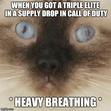 WHEN YOU GOT A TRIPLE ELITE IN A SUPPLY DROP IN CALL OF DUTY * HEAVY BREATHING * | image tagged in call of duty logic,cat,cod | made w/ Imgflip meme maker