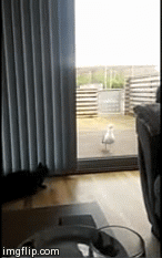 BOO! | image tagged in gifs,cat,seagull | made w/ Imgflip video-to-gif maker