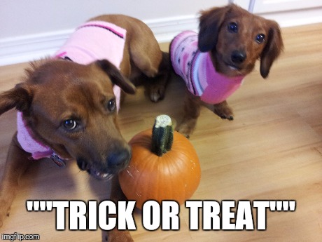 Heaven dogs | ""TRICK OR TREAT"" | image tagged in dogs | made w/ Imgflip meme maker