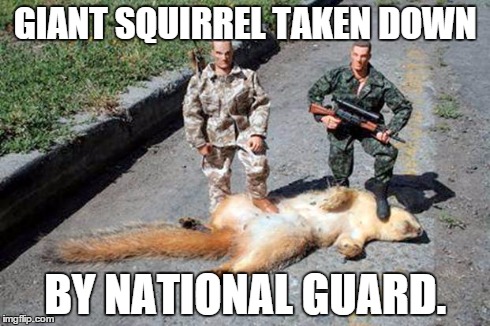 GIANT SQUIRREL TAKEN DOWN BY NATIONAL GUARD. | image tagged in funny memes | made w/ Imgflip meme maker