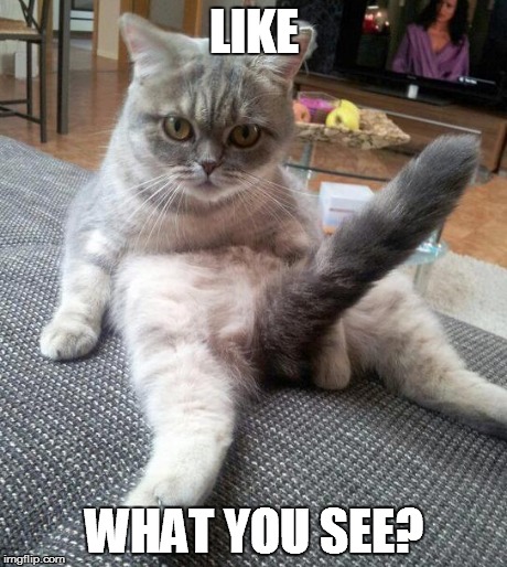 Sexy Cat | LIKE WHAT YOU SEE? | image tagged in memes,sexy cat | made w/ Imgflip meme maker
