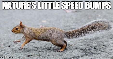 NATURE'S LITTLE SPEED BUMPS | made w/ Imgflip meme maker