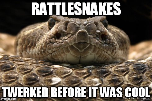 hipster snake | RATTLESNAKES TWERKED BEFORE IT WAS COOL | image tagged in snake,memes,hipster | made w/ Imgflip meme maker