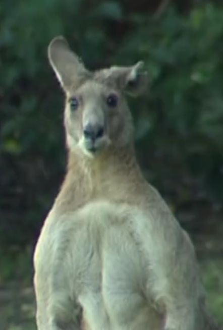 Kangaroo Blank Meme Template