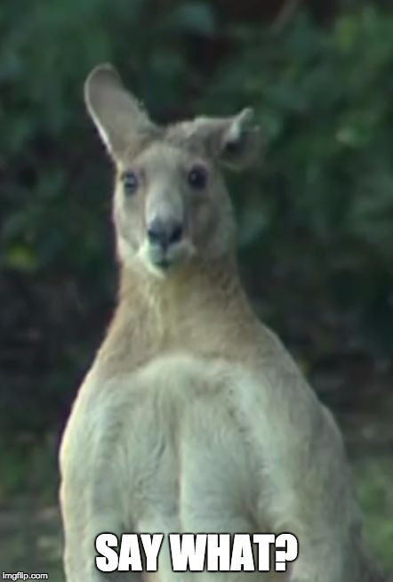 Kangaroo | SAY WHAT? | image tagged in kangaroo | made w/ Imgflip meme maker