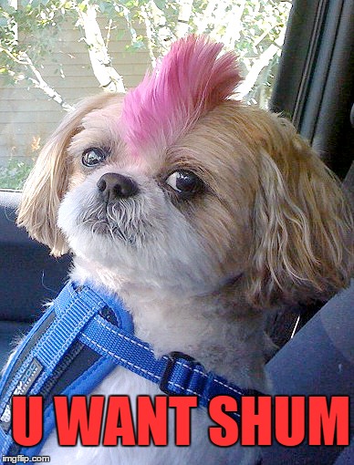 U WANT SHUM | image tagged in dog | made w/ Imgflip meme maker