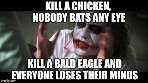 And everybody loses their minds | KILL A CHICKEN, NOBODY BATS ANY EYE KILL A BALD EAGLE AND EVERYONE LOSES THEIR MINDS | image tagged in memes,and everybody loses their minds | made w/ Imgflip meme maker