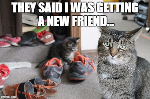 Brothers | THEY SAID I WAS GETTING A NEW FRIEND... | image tagged in cats,brothers | made w/ Imgflip meme maker