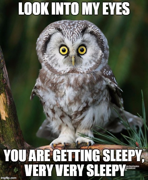 Owl | LOOK INTO MY EYES YOU ARE GETTING SLEEPY, VERY VERY SLEEPY | image tagged in owl | made w/ Imgflip meme maker