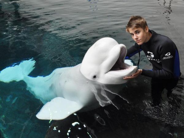 Justin Bieber Dolphin Blank Meme Template