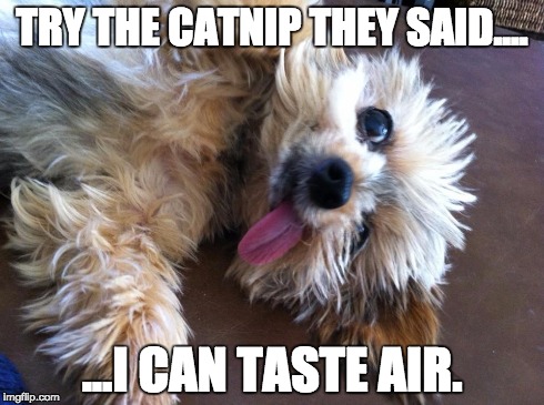 TRY THE CATNIP THEY SAID.... ...I CAN TASTE AIR. | image tagged in george | made w/ Imgflip meme maker