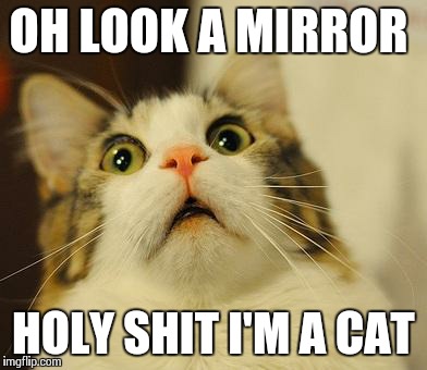 OMG Kitty | OH LOOK A MIRROR HOLY SHIT I'M A CAT | image tagged in omg kitty | made w/ Imgflip meme maker