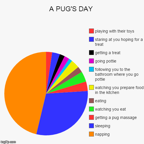 image tagged in funny,pie charts | made w/ Imgflip chart maker