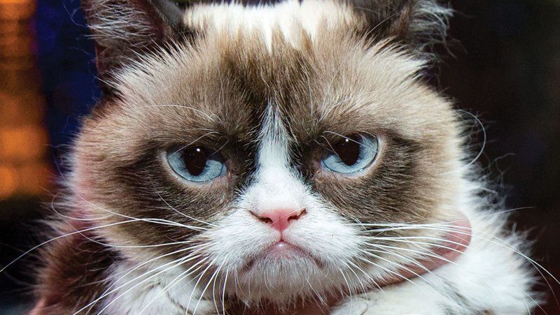 grumpy cat closeup Blank Meme Template