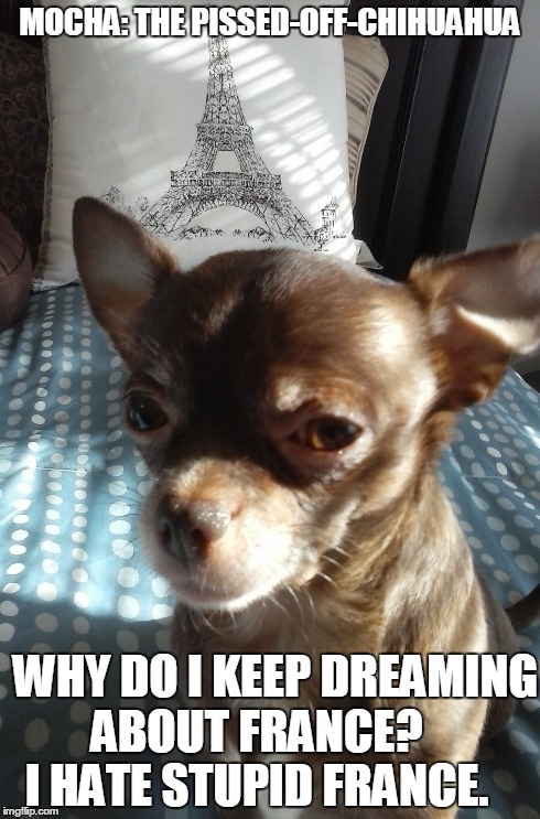 Mocha: The Pissed-Off-Chihuahua | MOCHA: THE PISSED-OFF-CHIHUAHUA WHY DO I KEEP DREAMING ABOUT FRANCE?     I HATE STUPID FRANCE. | image tagged in funny chihuahua | made w/ Imgflip meme maker