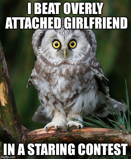 Owl | I BEAT OVERLY ATTACHED GIRLFRIEND IN A STARING CONTEST | image tagged in owl | made w/ Imgflip meme maker