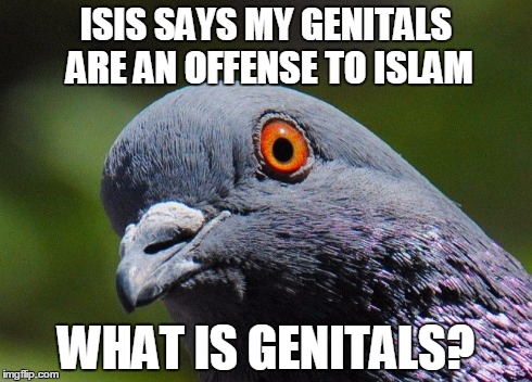 ISIS SAYS MY GENITALS ARE AN OFFENSE TO ISLAM WHAT IS GENITALS? | image tagged in pigeon | made w/ Imgflip meme maker