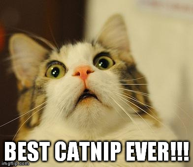 OMG Kitty | BEST CATNIP EVER!!! | image tagged in omg kitty | made w/ Imgflip meme maker