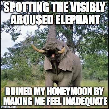 elephant | SPOTTING THE VISIBLY AROUSED ELEPHANT RUINED MY HONEYMOON BY MAKING ME FEEL INADEQUATE | image tagged in elephant | made w/ Imgflip meme maker