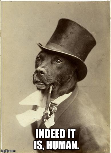 Old Money Dog | INDEED IT IS, HUMAN. | image tagged in old money dog | made w/ Imgflip meme maker