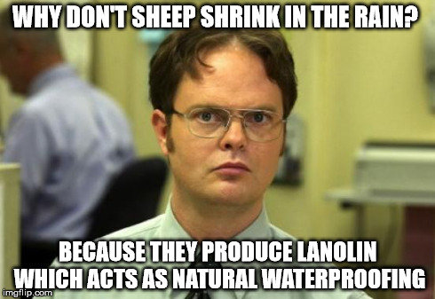 Dwight Schrute Meme | WHY DON'T SHEEP SHRINK IN THE RAIN? BECAUSE THEY PRODUCE LANOLIN WHICH ACTS AS NATURAL WATERPROOFING | image tagged in memes,dwight schrute | made w/ Imgflip meme maker