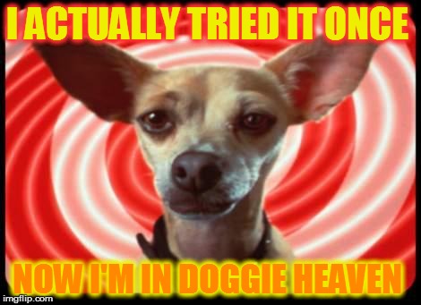 Taco Bell Not closing | I ACTUALLY TRIED IT ONCE NOW I'M IN DOGGIE HEAVEN | image tagged in taco bell dog | made w/ Imgflip meme maker