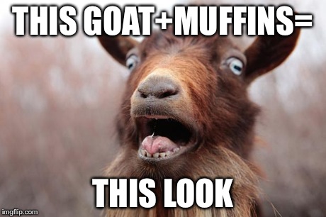 GoatScream2014 | THIS GOAT+MUFFINS= THIS LOOK | image tagged in goatscream2014 | made w/ Imgflip meme maker