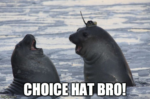 Seal Hat | CHOICE HAT BRO! | image tagged in seal hat,choice hat bro,seals funny,seal meme,seals,seal in hat | made w/ Imgflip meme maker