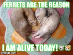 FERRETS ARE THE REASON I AM ALIVE TODAY! | image tagged in ferret love | made w/ Imgflip meme maker