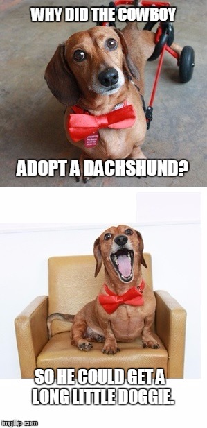 WHY DID THE COWBOY ADOPT A DACHSHUND? SO HE COULD GET A  LONG LITTLE DOGGIE. | image tagged in the most interesting dog in the world | made w/ Imgflip meme maker