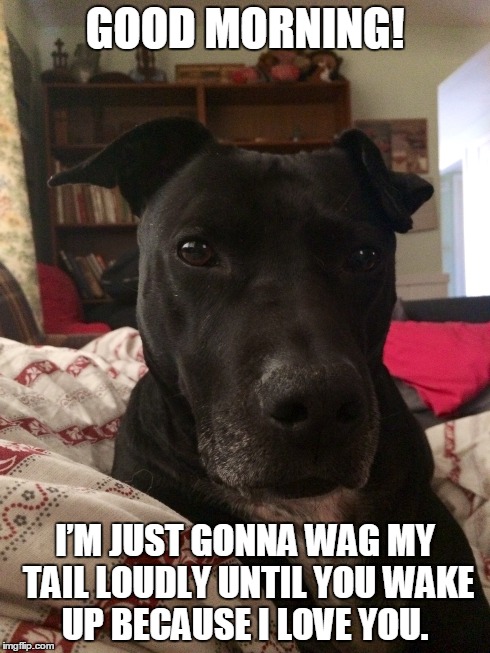 Thumper | GOOD MORNING! I’M JUST GONNA WAG MY TAIL LOUDLY UNTIL YOU WAKE UP BECAUSE I LOVE YOU. | image tagged in dog,pitbull | made w/ Imgflip meme maker