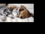 Sleepy, Hungry, Happy, & What? | image tagged in cute puppies | made w/ Imgflip images-to-gif maker