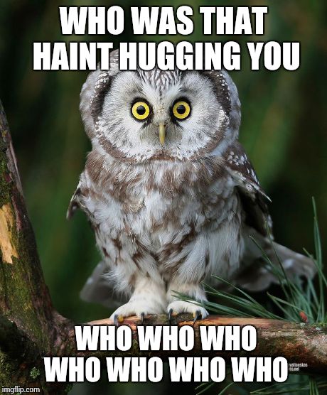 overly attached owl | WHO WAS THAT HAINT HUGGING YOU WHO WHO WHO WHO WHO WHO WHO | image tagged in owl | made w/ Imgflip meme maker