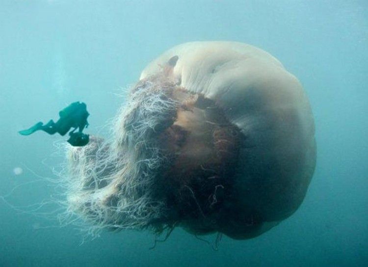 Giant Jellyfish Blank Meme Template